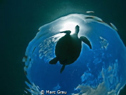Turtle, Snell and sky by Marc Grau 